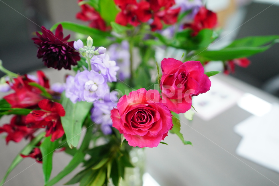 플라워,꽃,flower,핑크,레드,색감,컬러,칼라,color,식물,생명,색,감성,꽃,flower,실내용화초,화분,화초,house plant