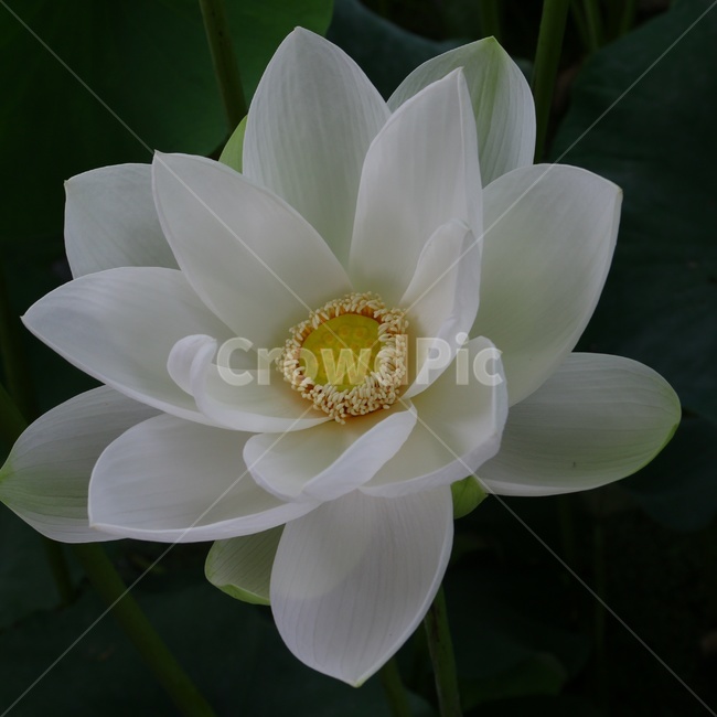 꽃,자연,빛,사진,연꽃,풍경,여행,소풍,꽃잎,흰색,하얀색,white,flower,korea,view,spring,picnic,trip,봄,계절,spring,season,식물,자연,plants,nature,꽃,flower,plant,blossom
