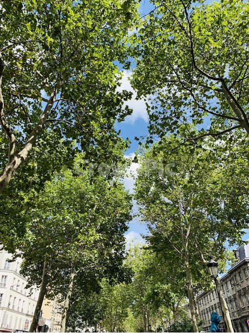 유럽,europe,나무,초록,싱그러움,푸릇,하늘