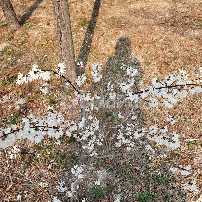 바닥,ground,그림자,들꽃,산책
