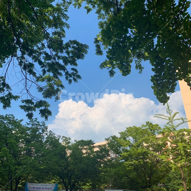 하늘,구름,파란하늘,여름,나무
