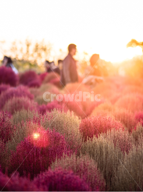 하늘공원,노을,댑싸리,해질녘,가을,haneulpark,sunset,kochiascoparia,fall,autumn,가을,계절,fall,autumn,season,자연,풍경,nature,landscape,색깔,색상,색채,색감,color sense,color sensitivity,feeling of color,light,빛,flare,플레어