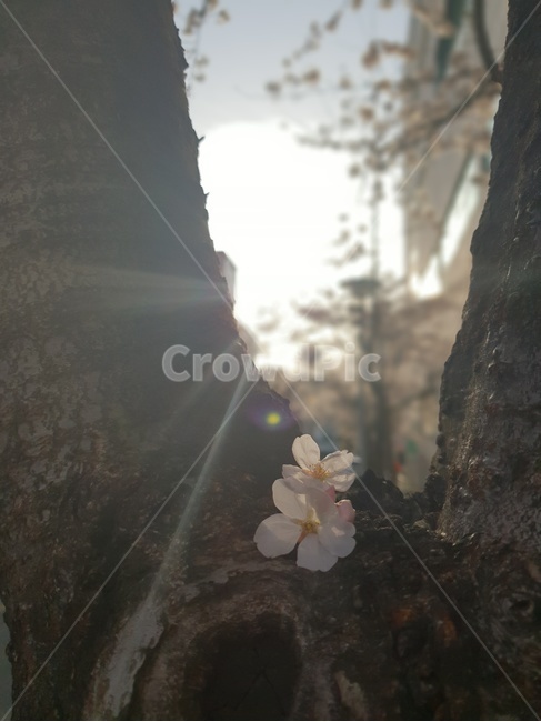 벚꽃,벚꽃나무,햇빛,봄,꽃,flower,cherryblossoms