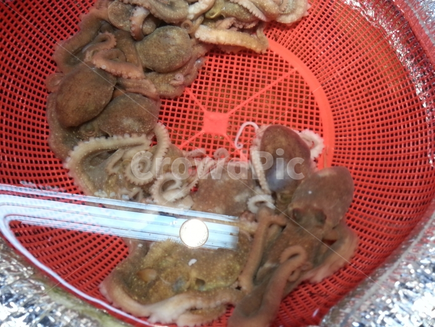 낙지,세발낙지,문어,산낙지,동물,food,음식,식재료,요리,food,cook,meal,dishes,food reserves,수산물,해산물,fishery products,seafood