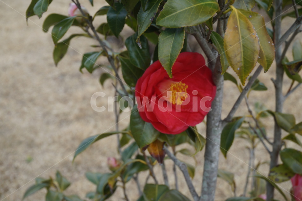 blossom,꽃,flower,동백꽃,plant,식물