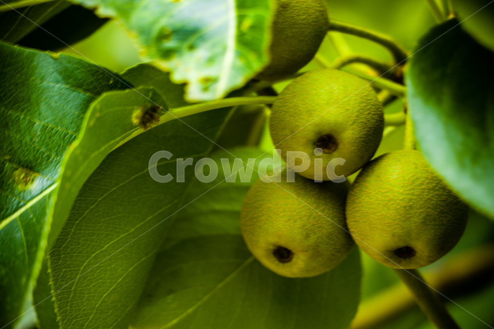 배,배나무,돌배,설익은배,푸른배,식물,자연,plants,nature,과일,열매,fruit