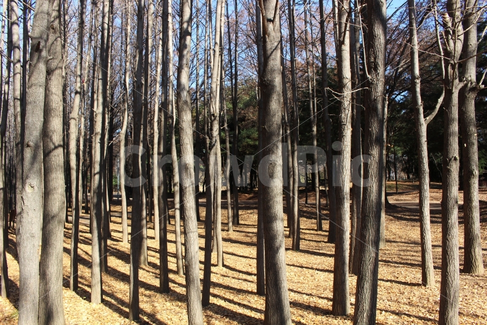 나무,가지,수풀,빼곡,가을,기둥,야외,자연,배경,텍스쳐,background,texture,하늘,자연,풍경,nature,landscape,tree,plant,식물