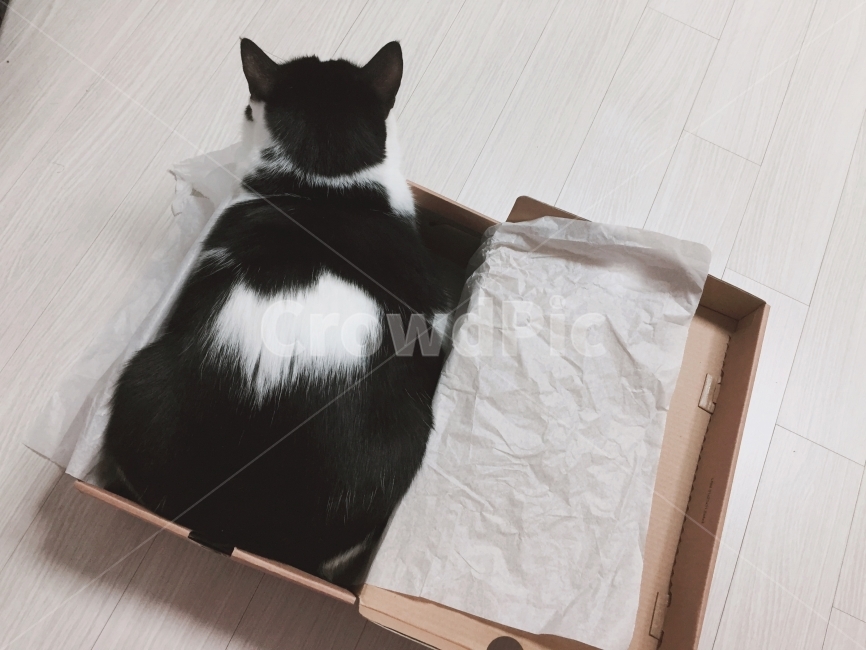 고양이,코숏,검정고양이,cat,반려묘,도메스틱숏헤어,코리아숏헤어,blackcat,박스,뒷태,뚱냥이,개냥이,동물,고양이박스,뒷모습,고양이뒷모습,신발상자,동물,animal,포유류,mammal,고양이,cat,kitten,kitty