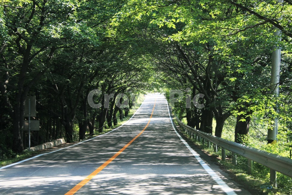 가로수,가로수터널,벚나무가로수,가로수길,벚나무가로수길,찻길,도로,자연,풍경,nature,landscape,road,highway,고속도로,freeway,고속 도로