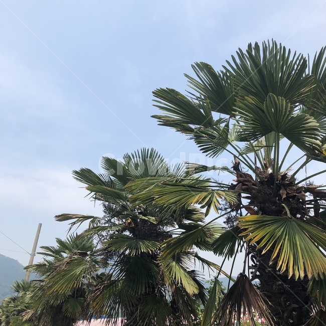 야자수,여름,해변,휴양지,휴가,계절,palmtree,beach,summer