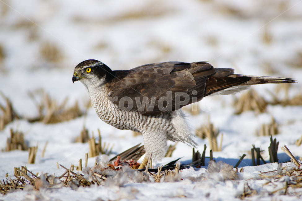 참매,맹금류,천연기념물,조류,텃새,겨울,계절,winter,season,동물,animal,조류,새,birds