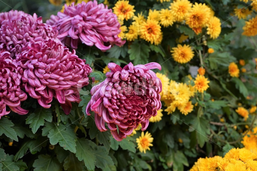 국화,가을,노랑,우아함,계절,autumn,fall,beautiful,plant,flower,꽃,season,yellow,floral,chrysanthemum,nobility,고귀함,향기,가을대표,대국,식물,자연,plants,nature,꽃,flower