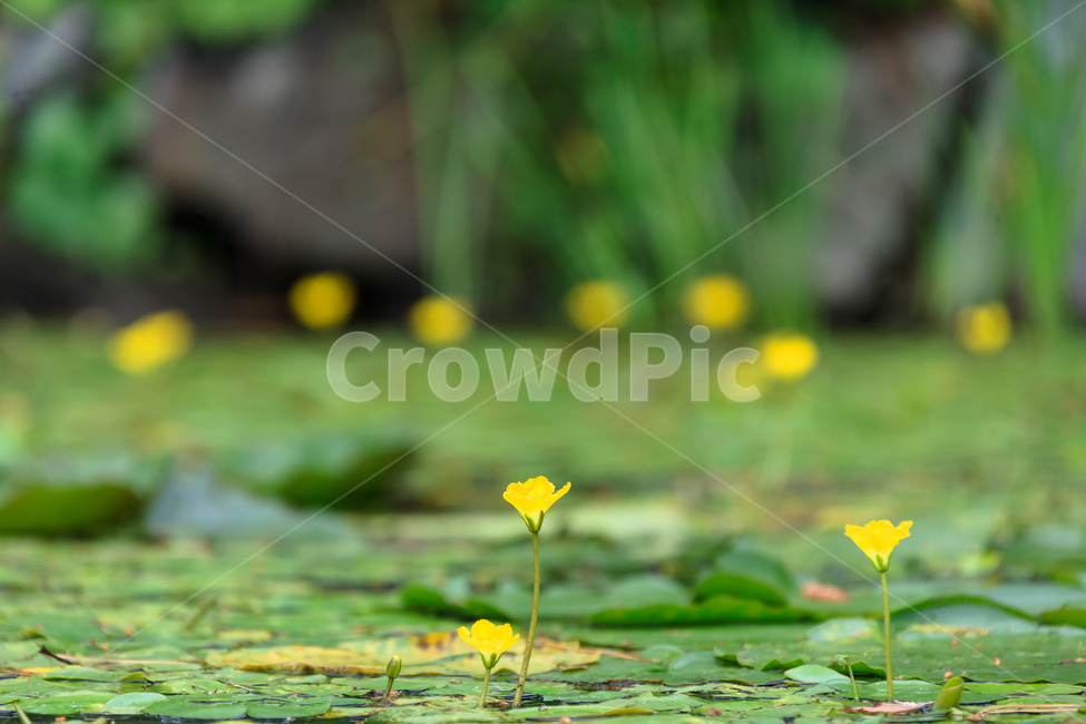 연꽃,비,꽃,여름,불교,호수,꽃잎,식물,자연,plants,nature,꽃,flower