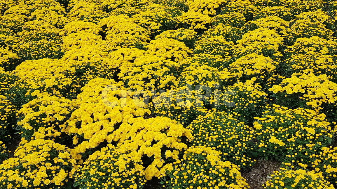plant,식물,국화,꽃,공원,식물,자연,plants,nature,꽃,flower