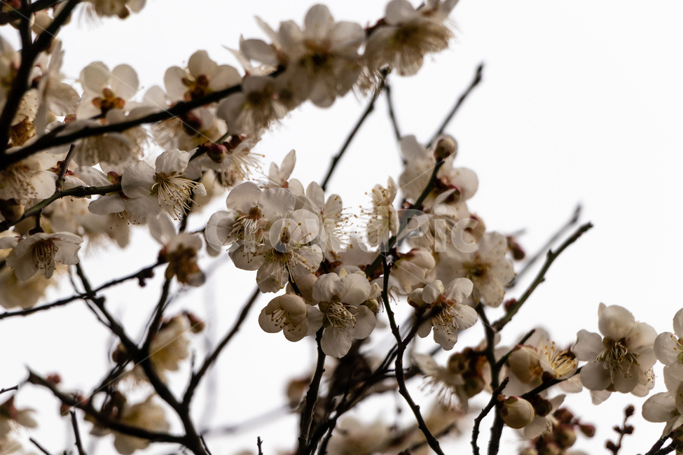 매화,매화꽃,매실꽃,백매화,흰매화,봄,계절,spring,season,식물,자연,plants,nature,꽃,flower,plant,blossom
