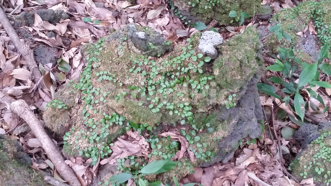 나무,숲,산책,바위,산책로,tree,식물,wood,forest,덤불숲,삼림지대,thicket,grove,woodland,walk,trail,오솔길,path