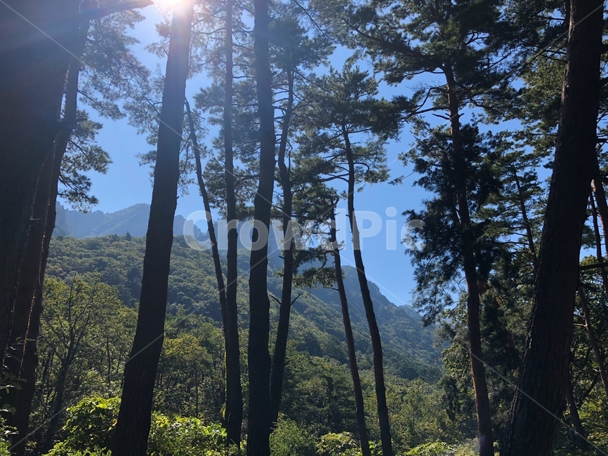 light,빛,plant,식물,나무,tree,여름,산속,산,등산,초록,하늘,설악산