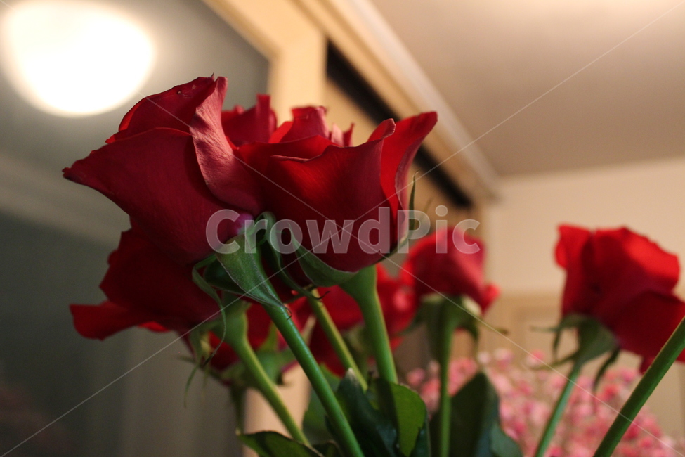 꽃,flower,꽃다발,선물,pink,present,gift,celebrate,구도,분위기,색감,화분,장미,rose,장미꽃