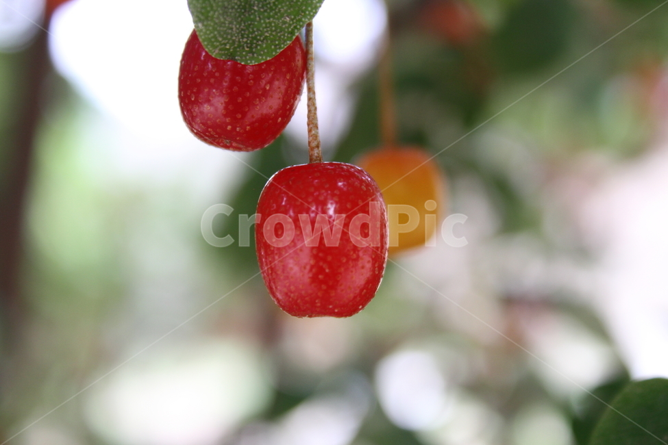 뜰보리수,식물,열매,뽈똥,cherryelaeagnus,식물,자연,plants,nature,과일,열매,fruit