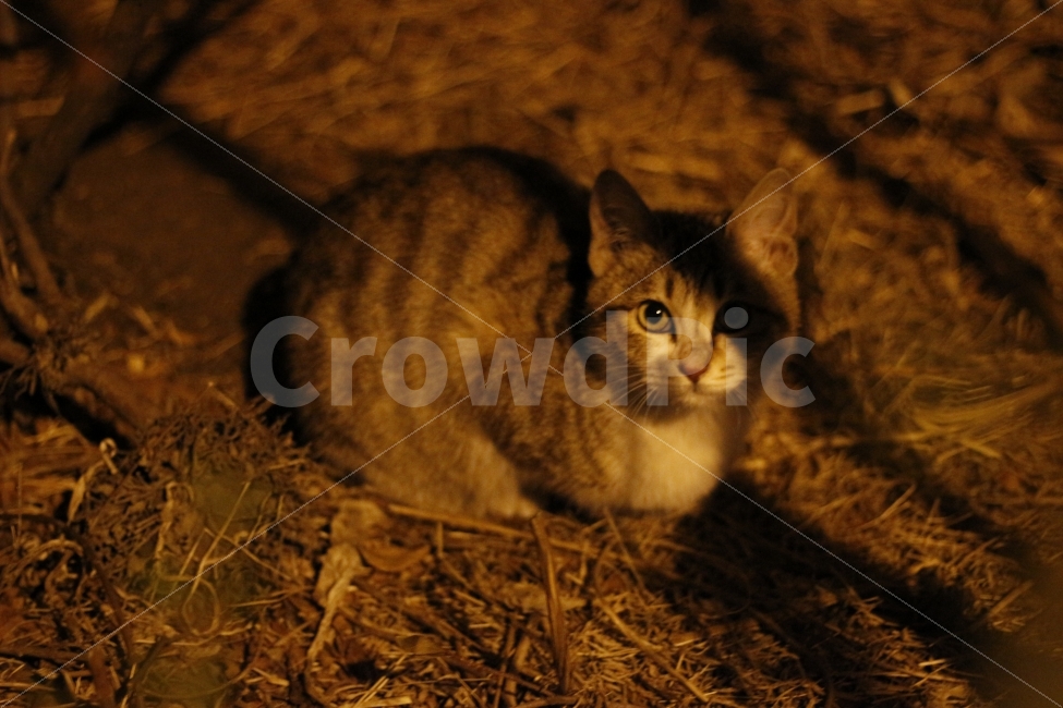 고양이,반려동물,유기묘,길냥이,애완동물,cat,pet,kitten,아기고양이,코숏,코리안숏헤어,동물,animal,캣맘,캣대디,동물,animal,고양이,cat,kitten,kitty,포유류,mammal