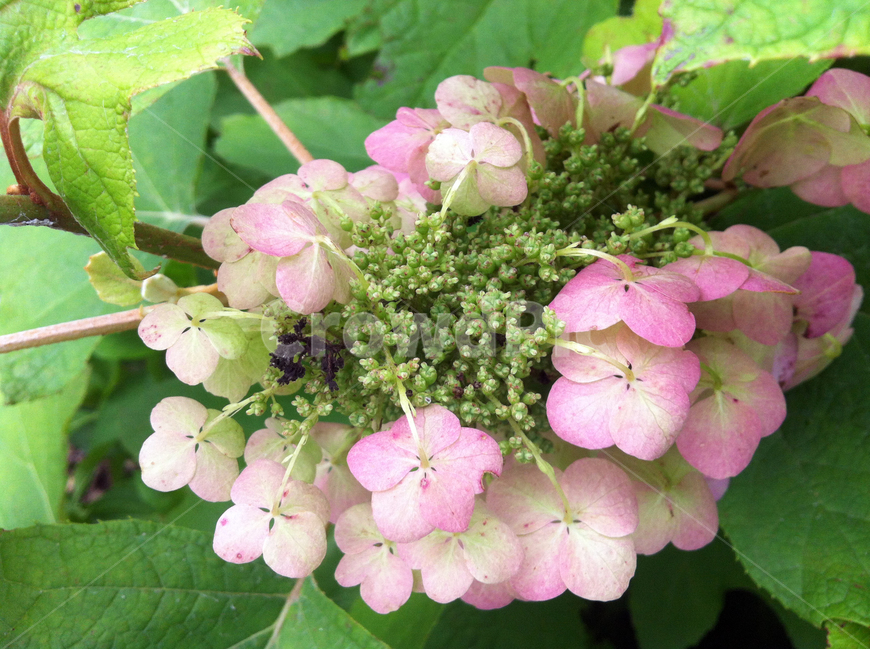 봄,잎사귀,꽃,가지,나무,tree,flower,leaf,spring,식물,자연,plants,nature,꽃,flower