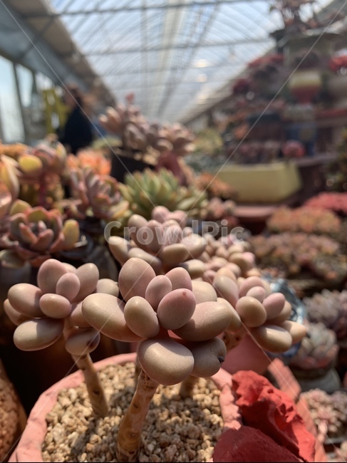 다육,식물,농장,다육이,화분,식물,자연,plants,nature