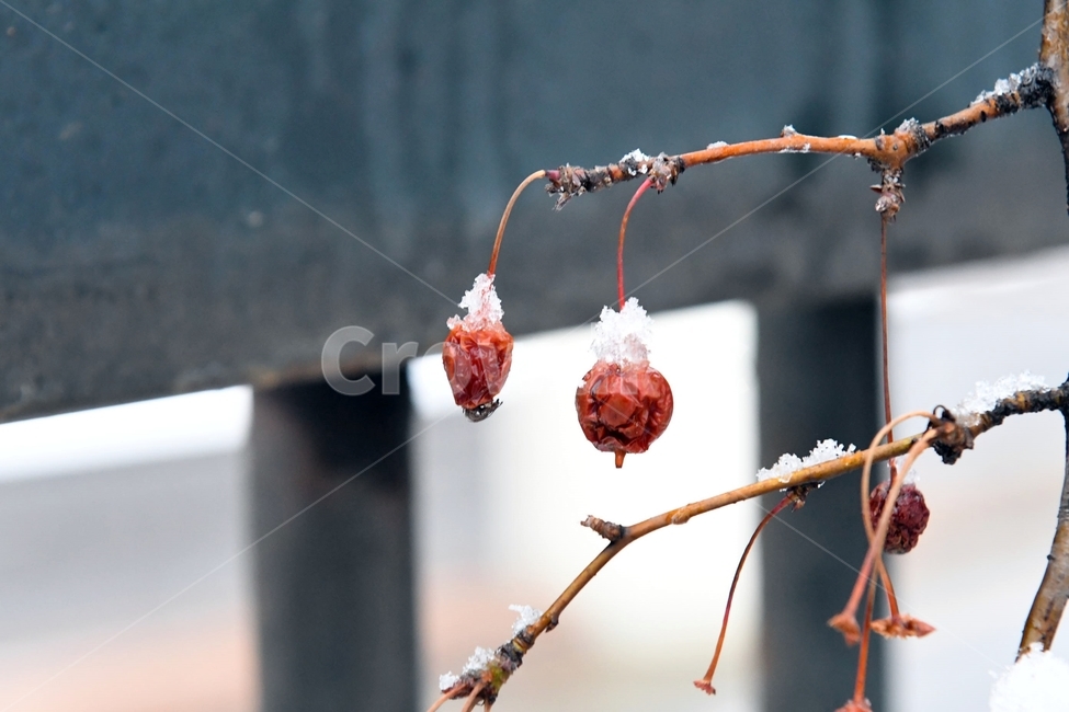 겨울,눈,자연,계절,winter,season,식물,plants,nature,과일,열매,fruit,겨울,계절,winter,season,과일,열매,fruit
