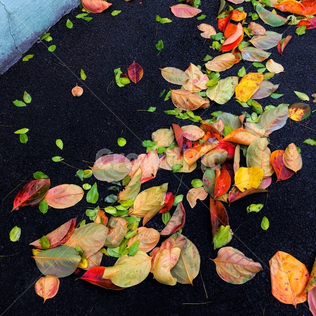 낙엽,여름,가을,fellenleaves,fall,summer,알록달록,하추간,여름과가을사이