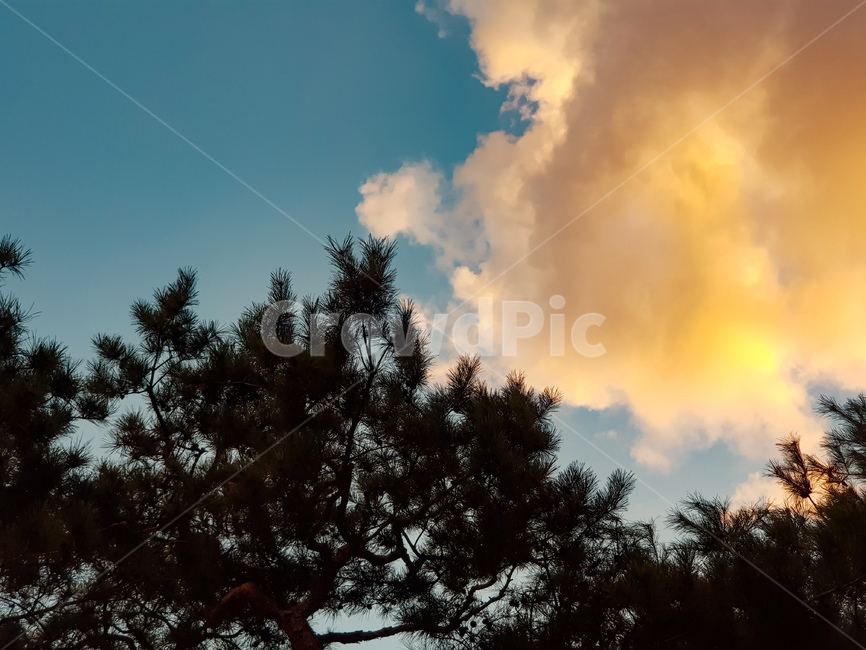 하늘,구름,풍경,나무,소나무,노을,색감,자연,풍경,nature,landscape,light,빛,flare,플레어,tree,plant,식물
