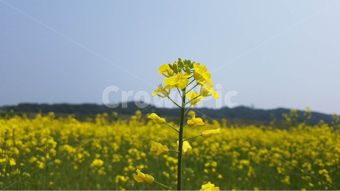 유채꽃,유채꽃밭,꽃밭,노랑,노란색,꽃,식물,자연,하늘,봄,유채,flower,flowers,plant,plants,nature,sky,spring,yellow,봄,계절,spring,season,식물,자연,plants,nature,꽃,flower,field,들