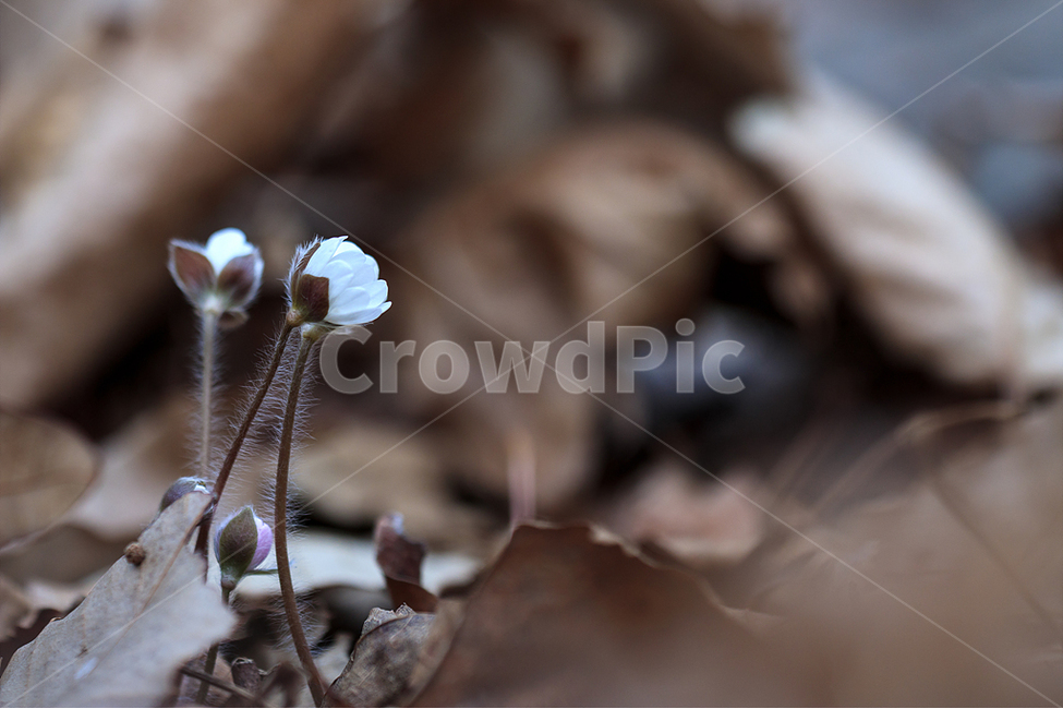 봄,노루귀,야생화,수리산,봄꽃,식물,자연,plants,nature,꽃,flower
