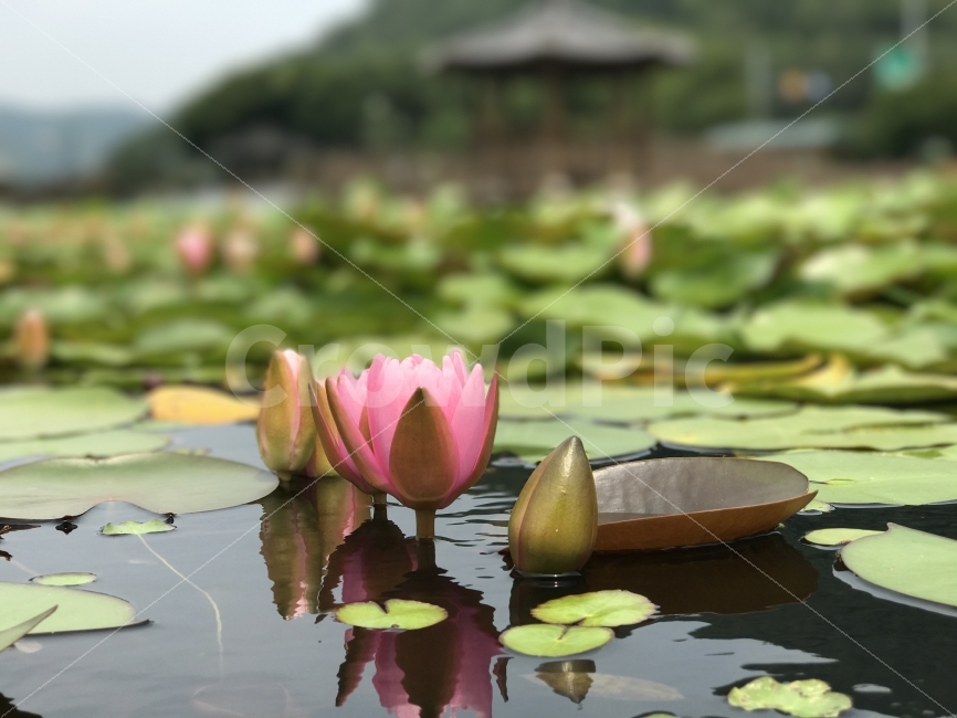 연꽃,수련,고성,여름,꽃,식물,자연,plants,nature,꽃,flower
