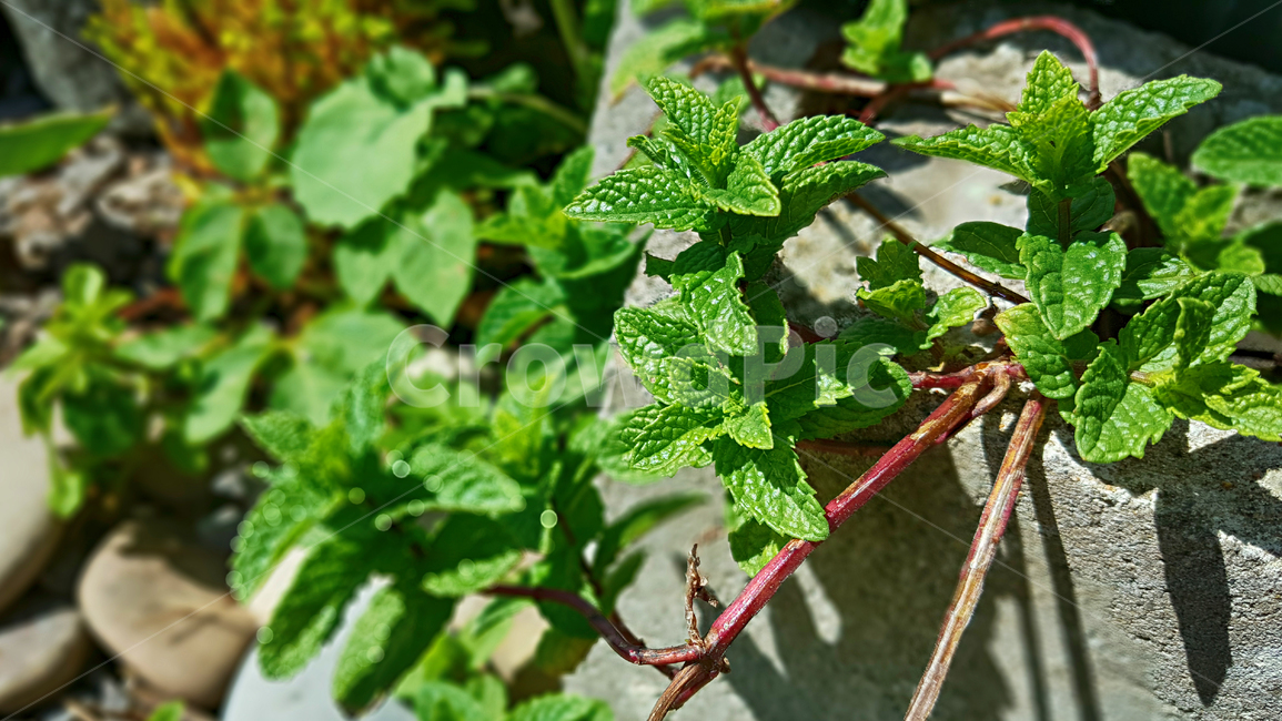허브,herbs,민트,mint,식물,plant,leaf,잎,페퍼민트,식물,자연,plants,nature