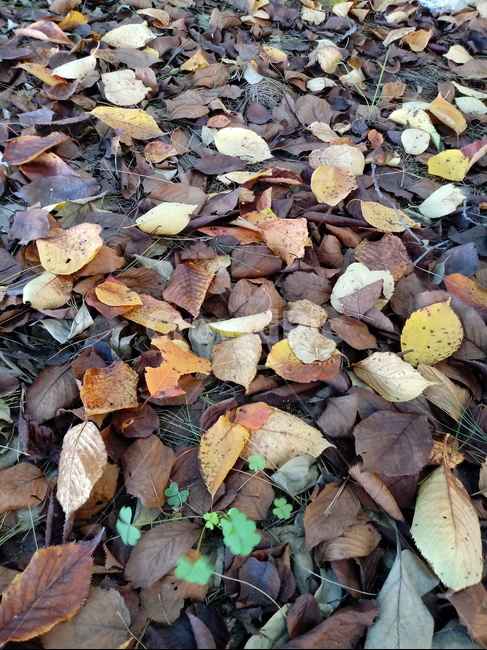 낙엽,단풍,가을,leaf,잎,나뭇잎,가을,계절,fall,autumn,season,식물,자연,plants,nature,plant,ground,바닥