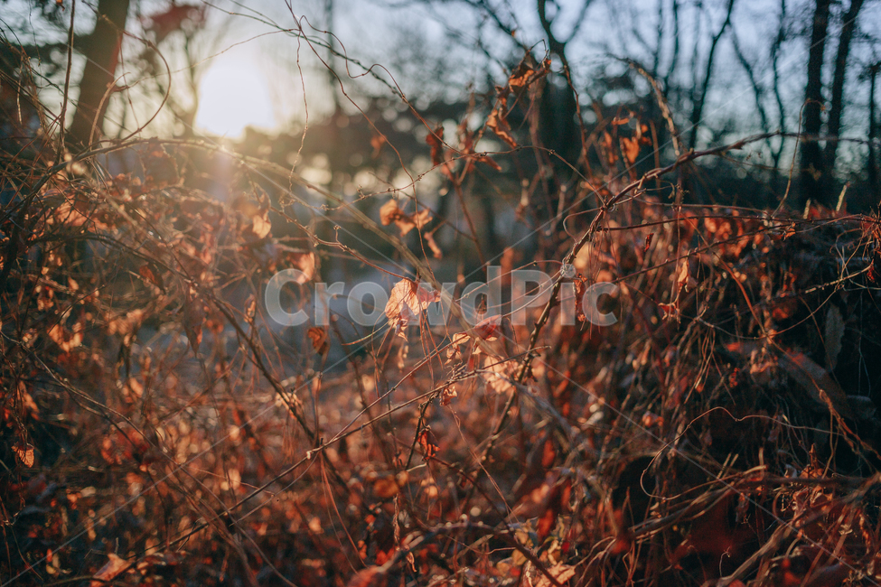 단풍,낙엽,메이플,넝쿨,겨울,계절,autumn,seasson,햇살,햇볕,빛,붉은,나뭇잎,가을