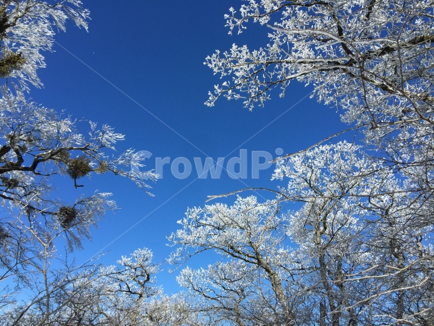 한라산,제주도,겨울,등산,눈꽃,겨울,계절,winter,season,자연,풍경,nature,landscape,식물,plants,나무,trees,wood,outdoors,옥외