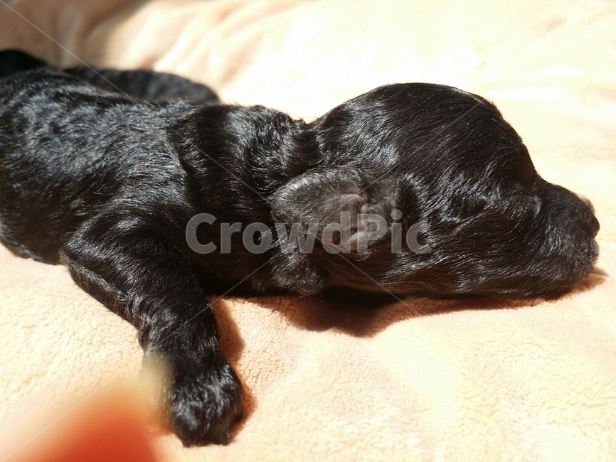 블랙푸들,아기,강아지,푸들,개,dog,animal,pet,포유류,born,puppy,newlyborn,black,동물,animal,포유류,mammal,개,강아지,dog,doggy