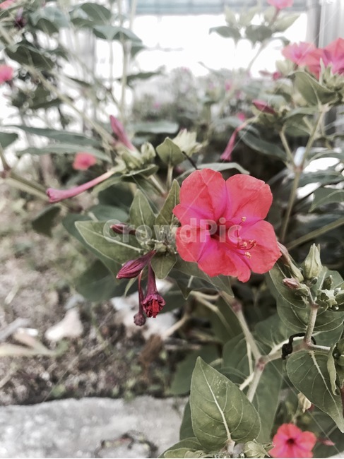 꽃,분홍색,꽃밭,분홍꽃,화단,식물,자연,plants,nature,꽃,flower