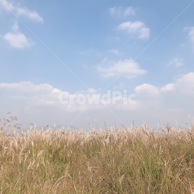 억새,갈대,grass,lawn,가을하늘,억새하늘,갈대하늘,파란하늘,억세축제,fiedl,flamegrass,silvergrass,reed,reeds,bluesky