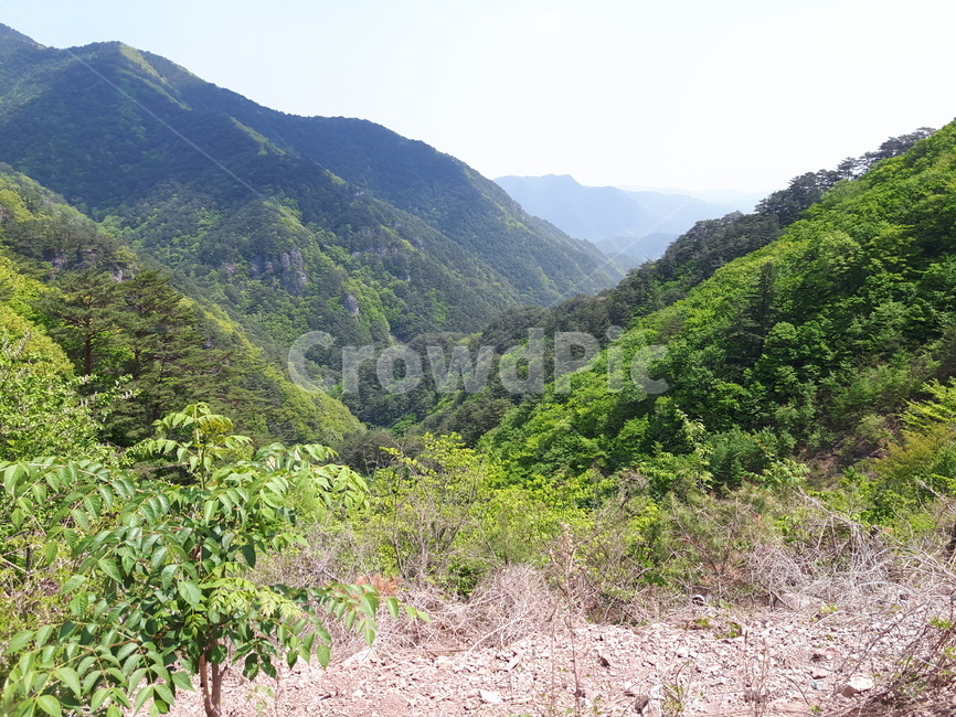 꽃,산,풍경,나무,배경