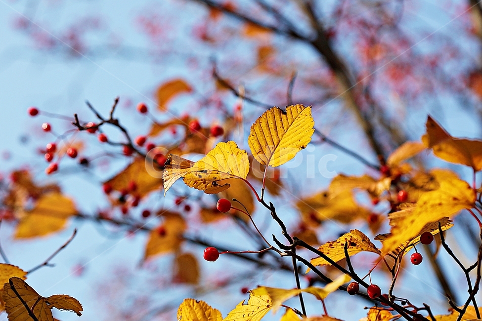 단풍,낙엽,가을,울긋불긋,나무잎,잎,식물,자연,가을,계절,fall,autumn,season,식물,자연,plants,nature