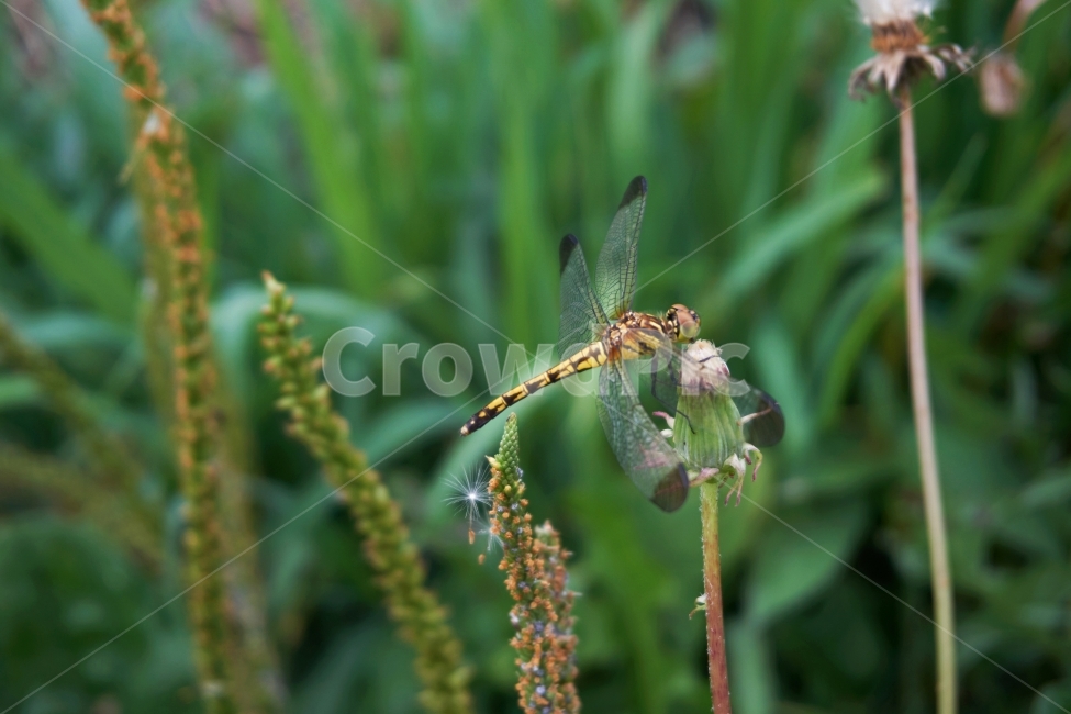 잠자리,곤충,여름,자연,풀,벌래,날개,dragonfly,insect,bug,푸른,논,깨끗한,상쾌한,봄,숲,땅,동물,animal,곤충,벌레,insect,bug