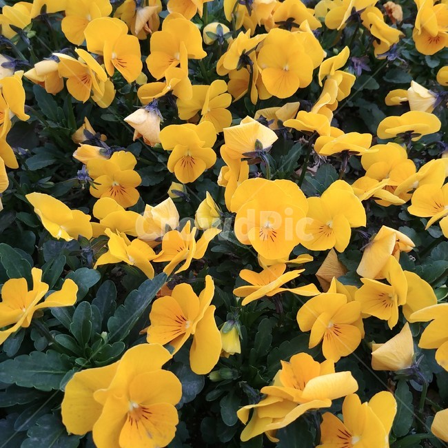팬지,산책,봄,4월,노란,노랑색,꽃,pansy