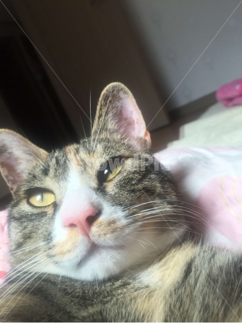 고양이,셀카,셀카고자,뚠냥이,동물