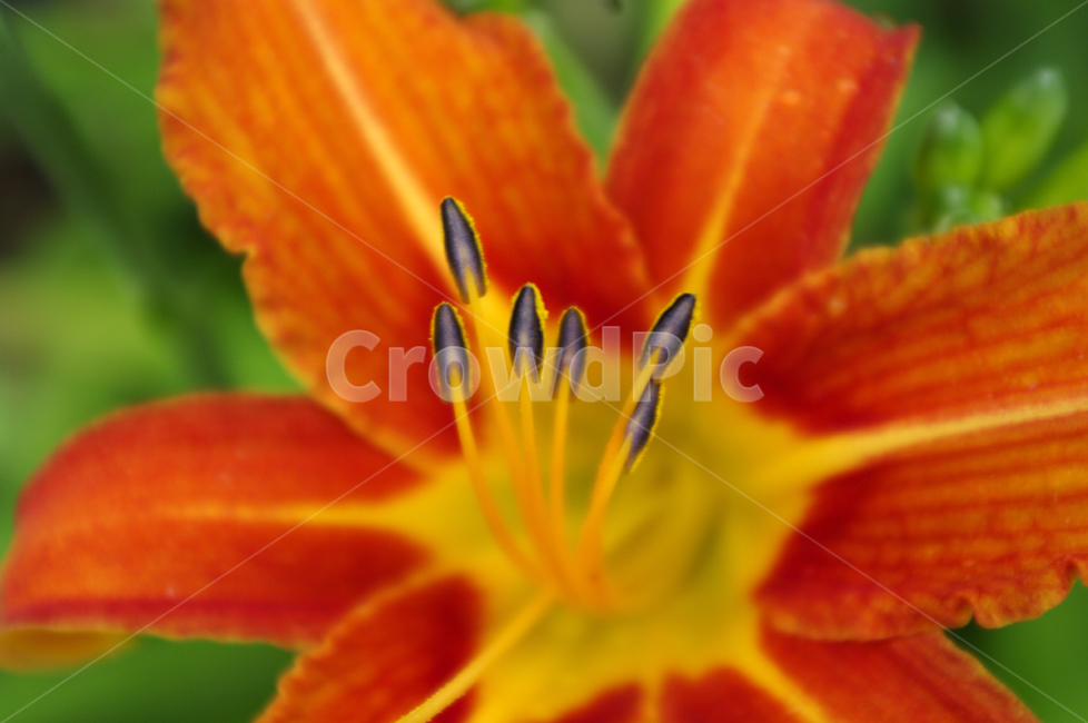 홑왕원추리,꽃,식물,flower,plant,식물,자연,plants,nature,꽃,flower