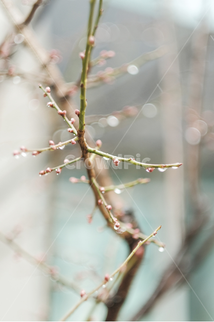 나무,빗방울,봄,새싹,꽃봉오리,식물,자연,plants,nature