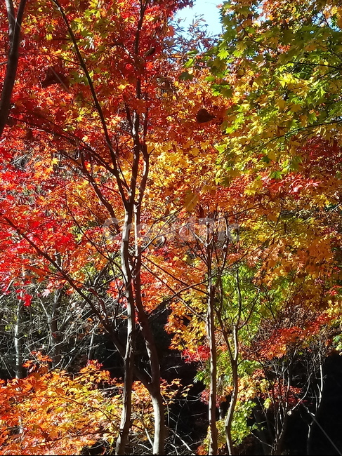 단풍,단풍잎,단풍나무,가을,leaf,잎,plant,식물,tree,나무,계절,fallautumnseason,outdoors,옥외,자연풍경,naturelandscape,가을,계절,fall,autumn,season,식물,자연,plants,nature,maple