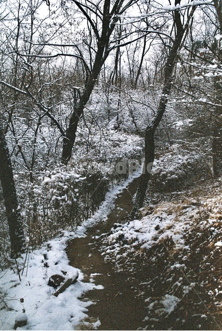 나무,자연,눈,겨울,tree,nature,snow,snowy,winter,산,mountain,forest,삼림지,초목,숲