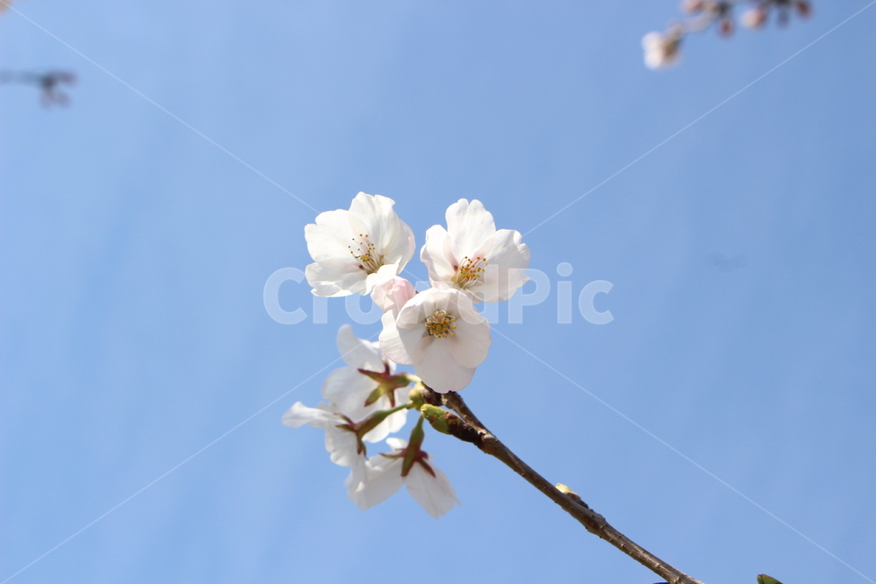 벚꽃,봄,spring,cherryblossoms,봄하늘