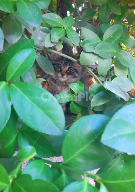 귀여운,cat,animal,고양이,나뭇잎